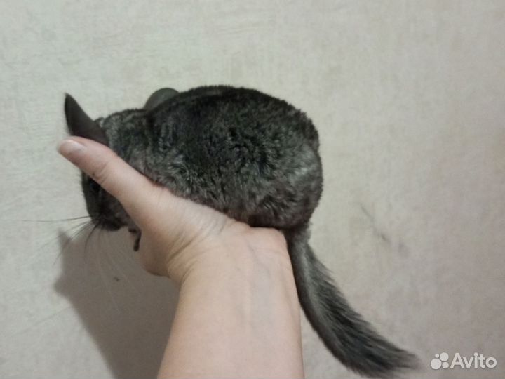 Серебристая шиншилла