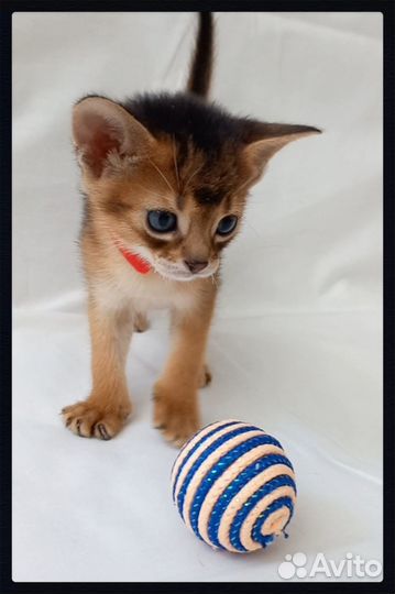 Абиссинские котята