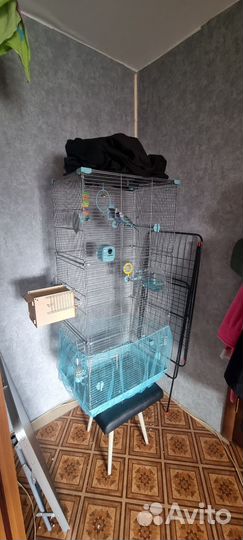 Попугаи с клеткой