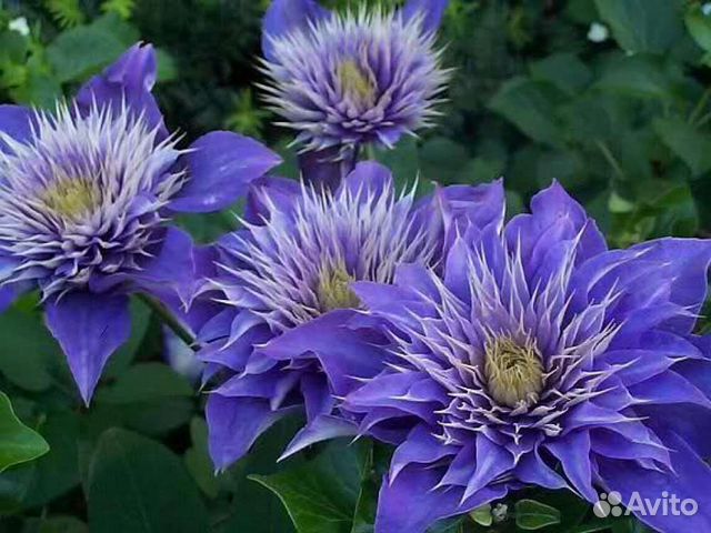 Клематис Мульти Блю