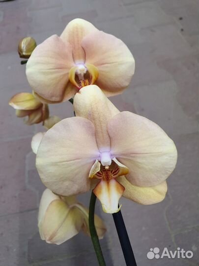 Адаптированные орхидеи фаленопсис