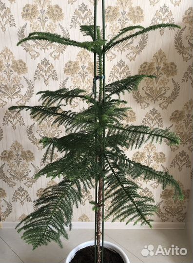 Араукария разнолистная (комнатная ель )