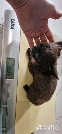 Чихуахуа супер мини