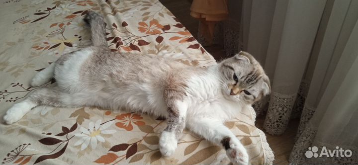 Кошка вислоухая