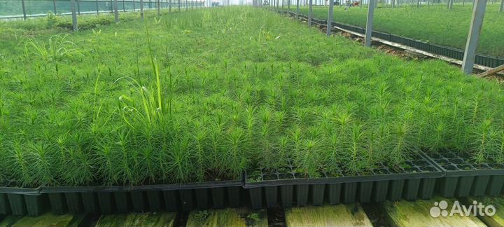 Саженцы сосны окс от производителя