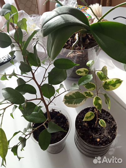 Комнатные цветы