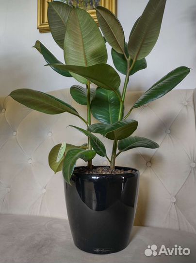 Фикус эластика в кашпо лечуза