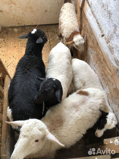 Овцы бараны ягнята дорпер