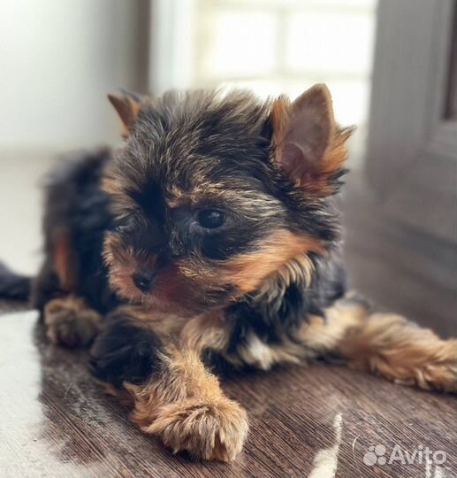 Мини йорки РКФ