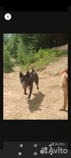 Собака в добрые руки