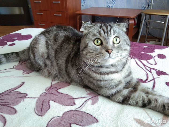 Британец. Вязка