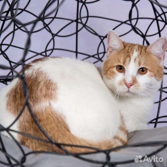 Кошечку Зину никто не замечает