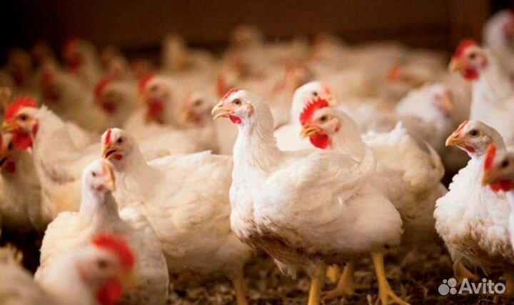 Бройлерные цыплята 2.5 - 3.5 кг. Оптом только