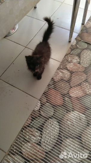 Котёнок (мальчик) в добрые руки