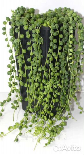 Крестовник Роули