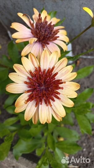 Остеоспермумы. Черенки. Часть 2