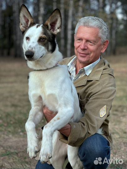 Собака в добрые руки