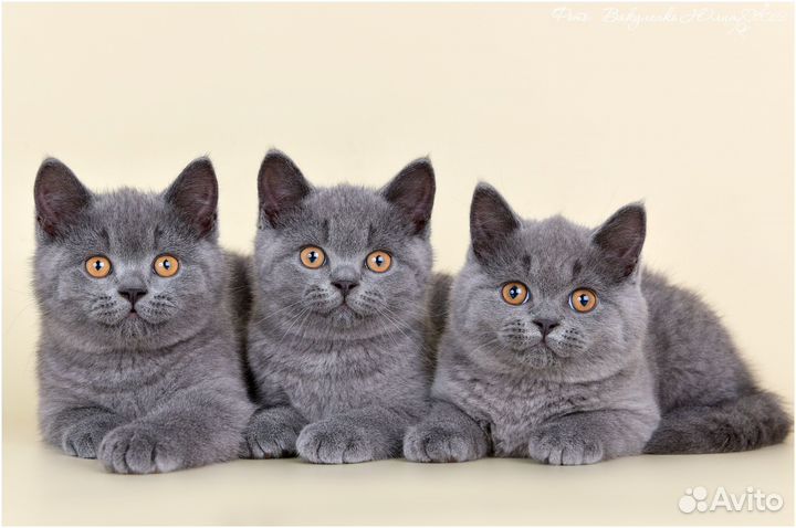 Британский котенок