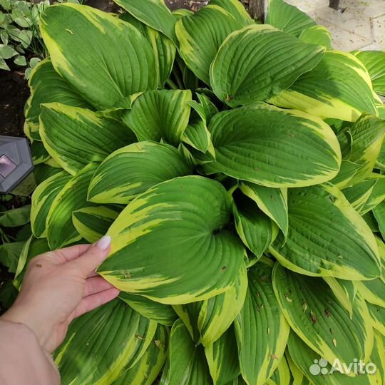 Хоста, папоротник, фалярис, астра