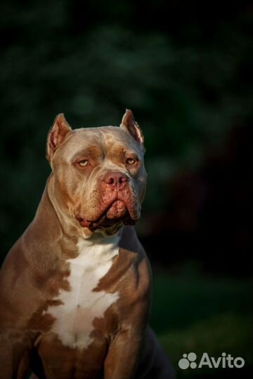 Американский булли классик