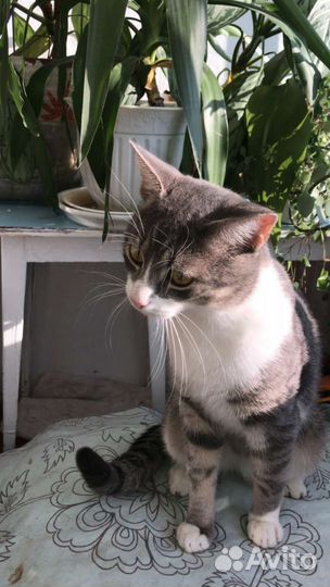 Молодой котик в добрые руки