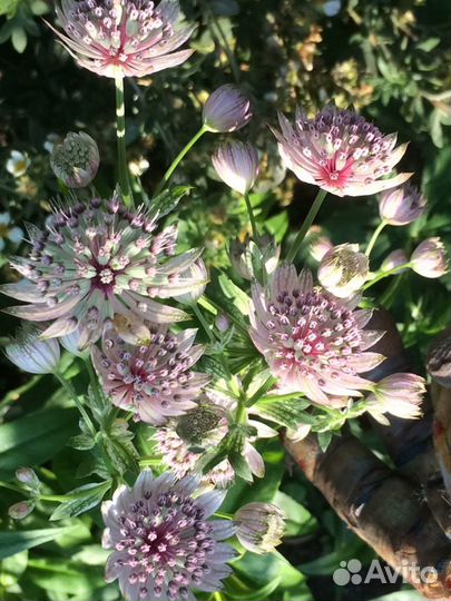 Многолетние садовые растения