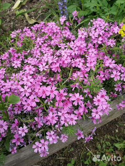 Флокс шиловидный, хоста, клематис