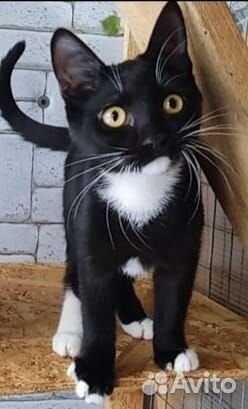 Ищет дом весёлая, молоденькая Маруся