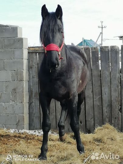 Карачаевские лошади Башкортостан