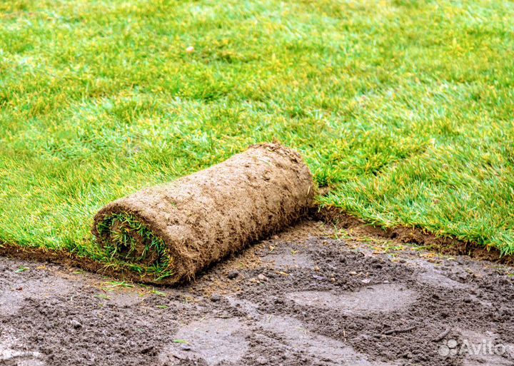 Рулонный газон Премиум»