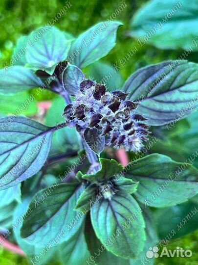 Базилик Африкан Блю