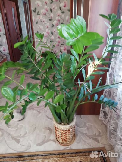 Замиокулькас