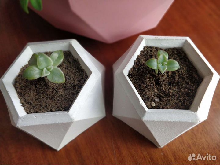 В горшочках суккуленты