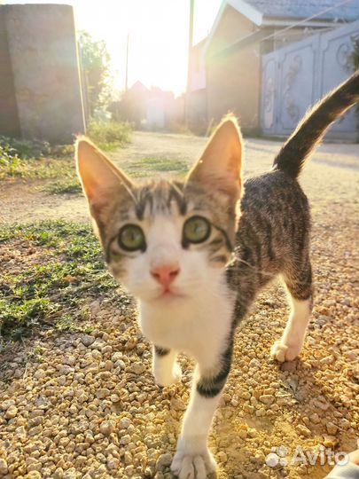 Домашнее животное