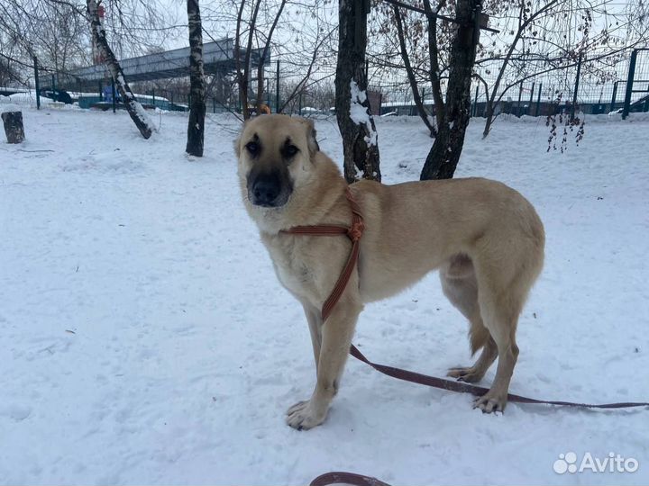 Робин хочет домой