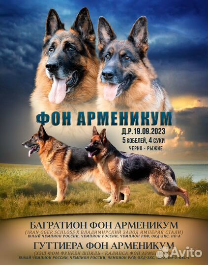 Щенки немецкой овчарки