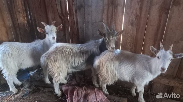 Козлята 2 мальчика и1 девочка