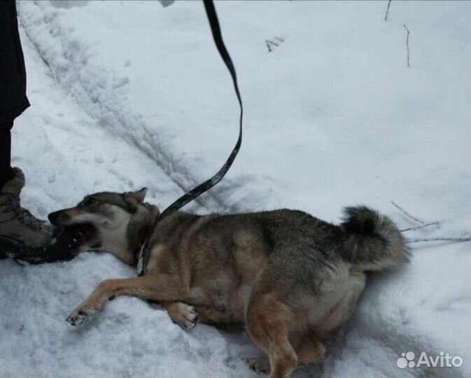 Метис лайки в добрые руки