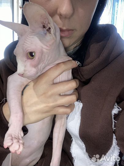 Канадский сфинкс