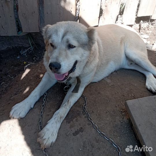 Собака алабай