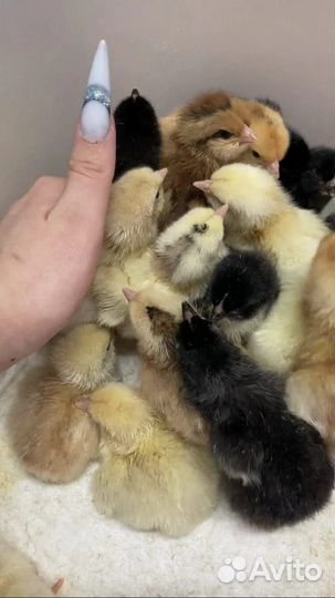 Цыплята,индюшата,утята,гусята