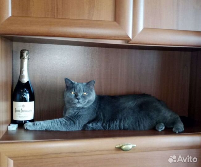 Породистый британец кот