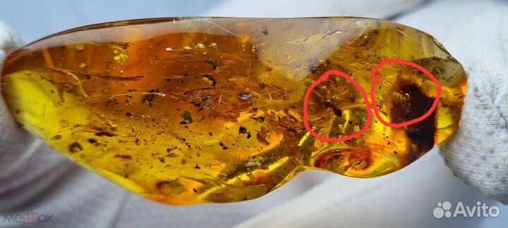 Янтарь С древними насекомыми