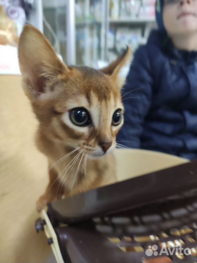 Абиссинские девчули