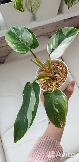 Филодендрон, карамель марбл, розовая принц