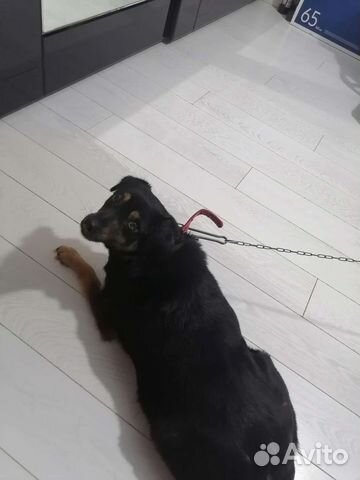 Отдам в добрые руки