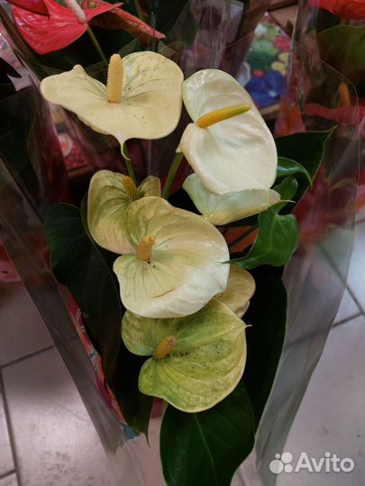 Комнатные растения