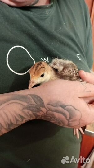 Цыплята бройлеры кура, индюшки, несушки