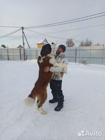 Сенбернар вязка