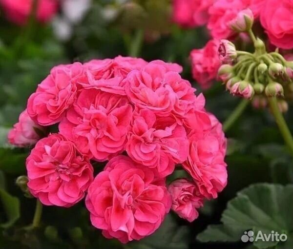 Пеларгония